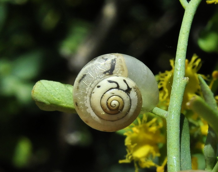 Gasteropode corso